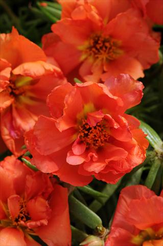 foto van een variëteit aan bloemen, te gebruiken als: Perkplant, patioplant, korfplant Portulaca Happy Hour Orange