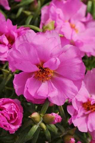 foto van een variëteit aan bloemen, te gebruiken als: Perkplant, patioplant, korfplant Portulaca Happy Hour Rosita