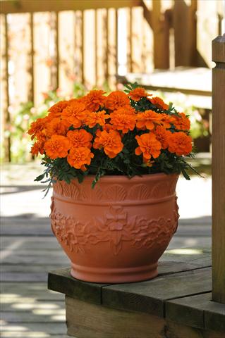 foto van een variëteit aan bloemen, te gebruiken als: Perkplant / Borders Tagetes patula Bonanza Deep Orange