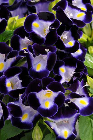 foto van een variëteit aan bloemen, te gebruiken als: Potplant, perkplant, patioplant Torenia Kauai Deep Blue