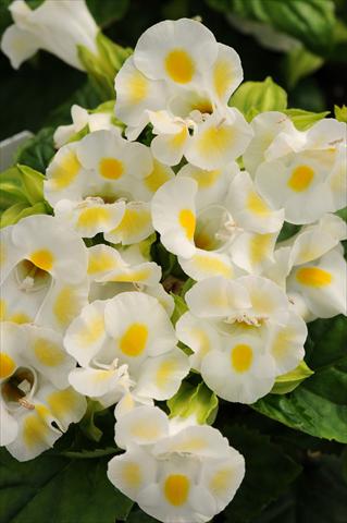 foto van een variëteit aan bloemen, te gebruiken als: Potplant, perkplant, patioplant Torenia Kauai Lemon Drop