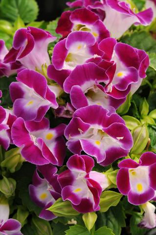 foto van een variëteit aan bloemen, te gebruiken als: Potplant, perkplant, patioplant Torenia Kauai Magenta