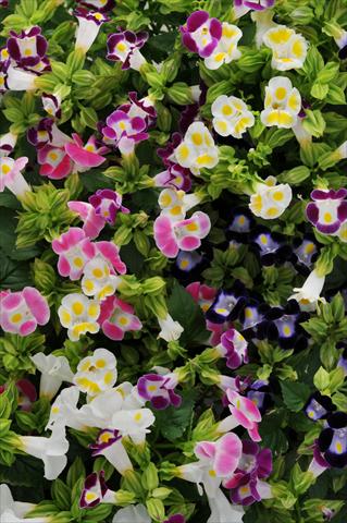 foto van een variëteit aan bloemen, te gebruiken als: Potplant, perkplant, patioplant Torenia Kauai Mixture