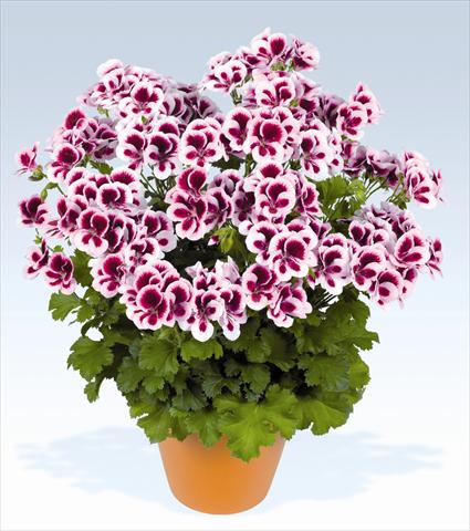 foto van een variëteit aan bloemen, te gebruiken als: Potplant, perkplant, patioplant Pelargonium grandiflorum pac® Candy Flowers Bicolor