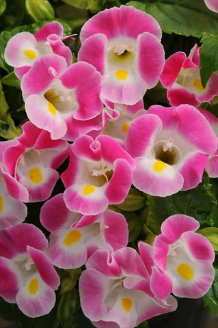 foto van een variëteit aan bloemen, te gebruiken als: Potplant, perkplant, patioplant Torenia Kauai Rose