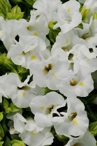 foto van een variëteit aan bloemen, te gebruiken als: Potplant, perkplant, patioplant Torenia Kauai White
