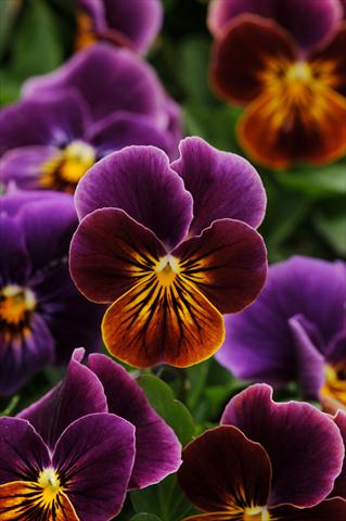 foto van een variëteit aan bloemen, te gebruiken als: Pot - en perkplant Viola cornuta Sorbet™ Antique Shades Improved
