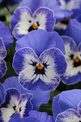 foto van een variëteit aan bloemen, te gebruiken als: Pot - en perkplant Viola cornuta Sorbet™ Delft Blue XP