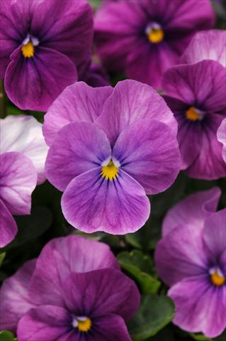 foto van een variëteit aan bloemen, te gebruiken als: Pot - en perkplant Viola cornuta Sorbet™ Purple Ice XP Improved