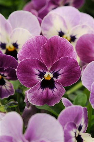 foto van een variëteit aan bloemen, te gebruiken als: Pot - en perkplant Viola cornuta Sorbet™ Raspberry XP