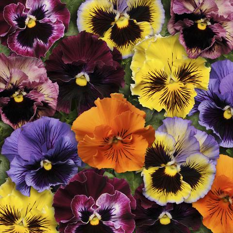 foto van een variëteit aan bloemen, te gebruiken als: Pot - en perkplant Viola wittrockiana Frizzle Sizzle Mixture Improved