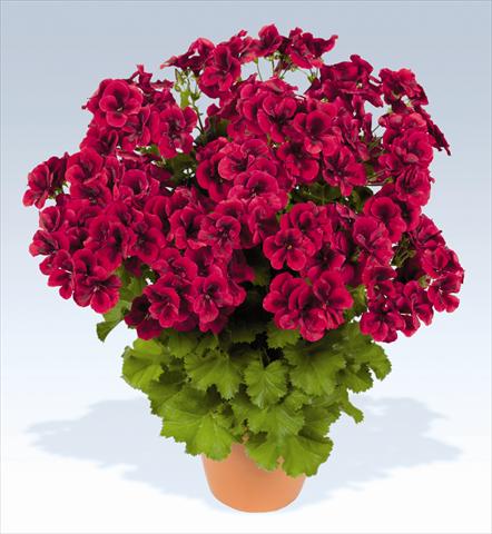 foto van een variëteit aan bloemen, te gebruiken als: Potplant, perkplant, patioplant Pelargonium grandiflorum pac® Candy Flowers Bright Red
