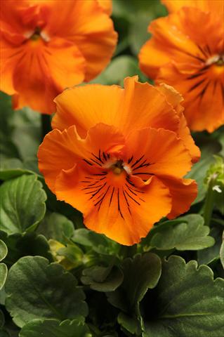 foto van een variëteit aan bloemen, te gebruiken als: Pot - en perkplant Viola wittrockiana Frizzle Sizzle Orange
