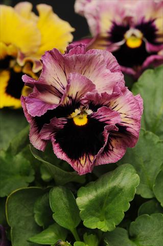 foto van een variëteit aan bloemen, te gebruiken als: Pot - en perkplant Viola wittrockiana Frizzle Sizzle Passion Fruit