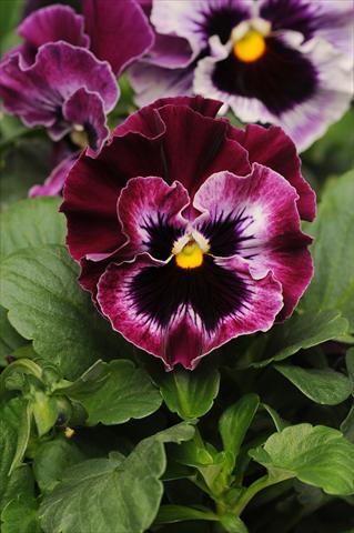 foto van een variëteit aan bloemen, te gebruiken als: Pot - en perkplant Viola wittrockiana Frizzle Sizzle Raspberry