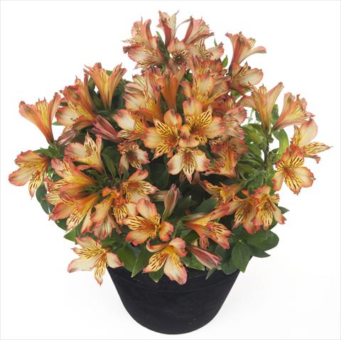 foto van een variëteit aan bloemen, te gebruiken als: Pot - en perkplant Alstroemeria Inticancha® Bryce
