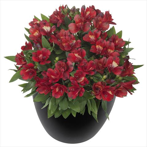 foto van een variëteit aan bloemen, te gebruiken als: Pot - en perkplant Alstroemeria Inticancha® Doba