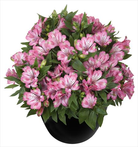 foto van een variëteit aan bloemen, te gebruiken als: Pot - en perkplant Alstroemeria Inticancha® Imala