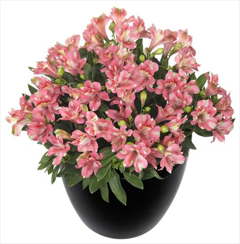 foto van een variëteit aan bloemen, te gebruiken als: Pot - en perkplant Alstroemeria Inticancha® Kanika