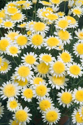 foto van een variëteit aan bloemen, te gebruiken als: Potplant, perkplant, patioplant Argyranthemum frutescens Daisy Crazy® Sole Mio
