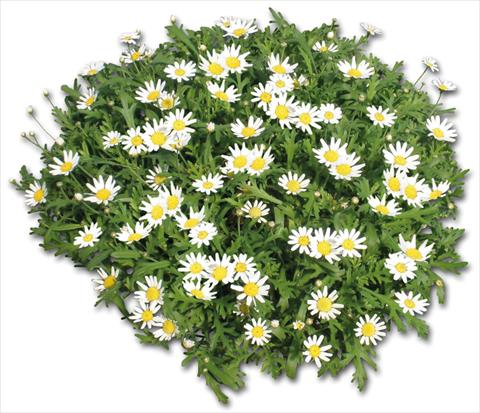 foto van een variëteit aan bloemen, te gebruiken als: Potplant, perkplant, patioplant Argyranthemum Glory® White