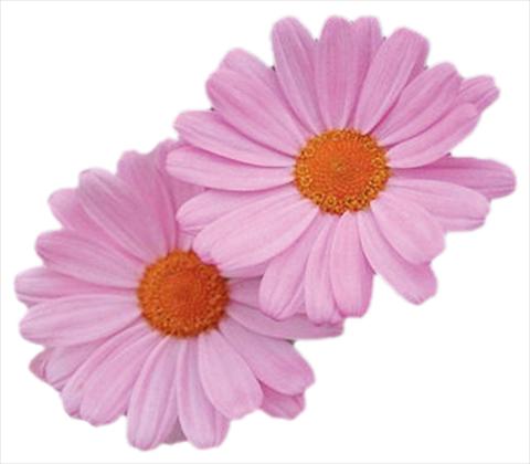 foto van een variëteit aan bloemen, te gebruiken als: Potplant, perkplant, patioplant Argyranthemum frutescens Daisy Crazy® Summit Dark Pink
