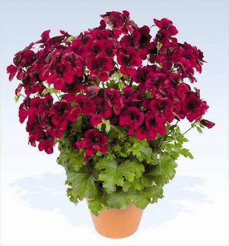 foto van een variëteit aan bloemen, te gebruiken als: Potplant, perkplant, patioplant Pelargonium grandiflorum pac® Candy Flowers Dark Red