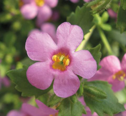 foto van een variëteit aan bloemen, te gebruiken als: Potplant, patioplant, korfplant Bacopa (Sutera cordata) Secrets® Medium Dark Violet Imp