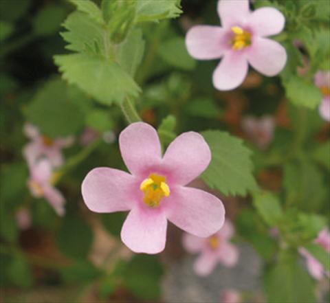 foto van een variëteit aan bloemen, te gebruiken als: Potplant, patioplant, korfplant Bacopa (Sutera cordata) Secrets® Medium Pink