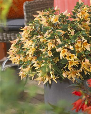 foto van een variëteit aan bloemen, te gebruiken als: Perkplant, potplant of korfplant Begonia boliviensis Crackling® Fire Creamy Yellow