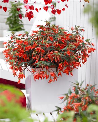 foto van een variëteit aan bloemen, te gebruiken als: Perkplant, potplant of korfplant Begonia boliviensis Crackling Fire® Orange Red