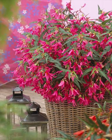 foto van een variëteit aan bloemen, te gebruiken als: Perkplant, potplant of korfplant Begonia boliviensis Crackling® Fire Rose