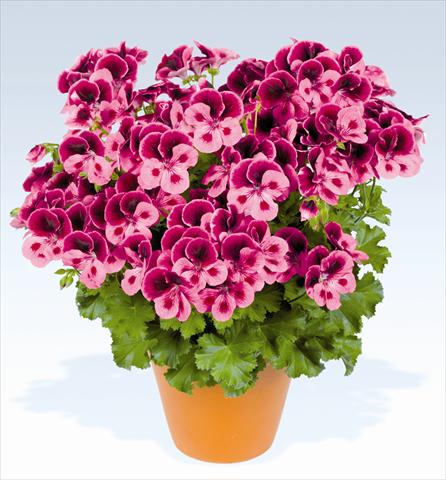 foto van een variëteit aan bloemen, te gebruiken als: Potplant, perkplant, patioplant Pelargonium grandiflorum pac® Candy Flowers Pink with Eye