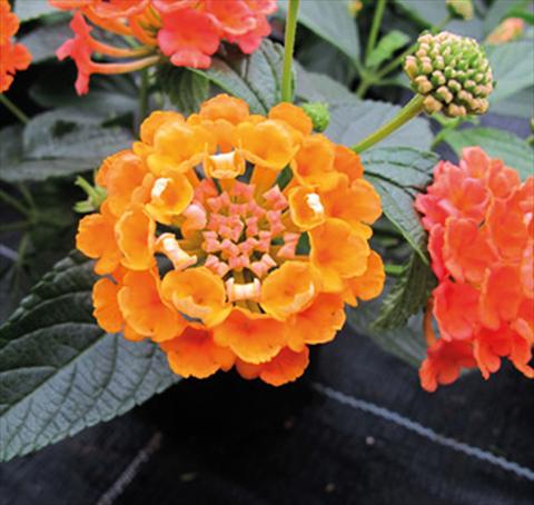 foto van een variëteit aan bloemen, te gebruiken als: Potplant, perkplant, patioplant Lantana camara Evita® Orange