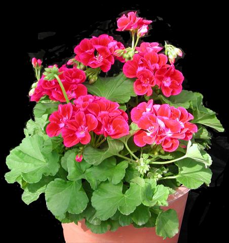 foto van een variëteit aan bloemen, te gebruiken als: Potplant, perkplant, patioplant Pelargonium zonale Amore Mio® Strawberry
