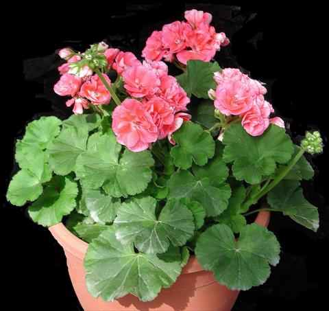 foto van een variëteit aan bloemen, te gebruiken als: Potplant, perkplant, patioplant Pelargonium zonale Sole Mio® Salmon