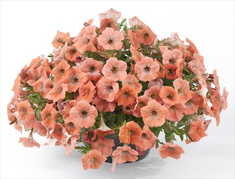 foto van een variëteit aan bloemen, te gebruiken als: Potplant, perkplant, patioplant, korfplant Petunia Happy® Copper