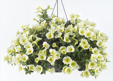 foto van een variëteit aan bloemen, te gebruiken als: Potplant, perkplant, patioplant, korfplant Petunia Happy® Lemon