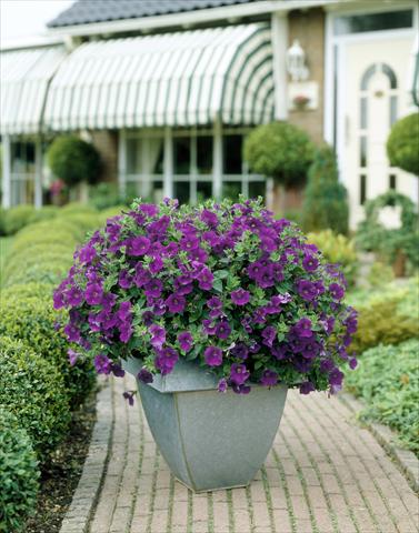 foto van een variëteit aan bloemen, te gebruiken als: Potplant, perkplant, patioplant, korfplant Petunia Surfinia Classic® Amethyst®
