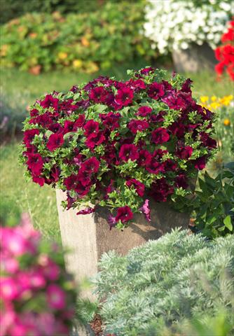 foto van een variëteit aan bloemen, te gebruiken als: Potplant, perkplant, patioplant, korfplant Petunia Surfinia Classic® Burgundy®