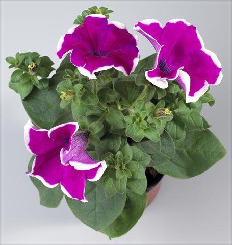 foto van een variëteit aan bloemen, te gebruiken als: Potplant, perkplant, patioplant, korfplant Petunia Surfinia Classic® Giant Purple Picotee®