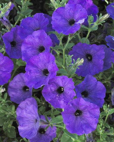 foto van een variëteit aan bloemen, te gebruiken als: Potplant, perkplant, patioplant, korfplant Petunia Surfinia Classic® Parfume Blue®