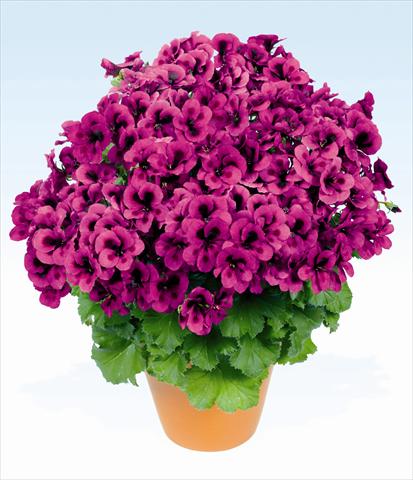 foto van een variëteit aan bloemen, te gebruiken als: Potplant, perkplant, patioplant Pelargonium grandiflorum pac® Candy Flowers Violet
