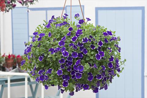 foto van een variëteit aan bloemen, te gebruiken als: Potplant, perkplant, patioplant, korfplant Petunia Surfinia Classic® Picotee Blue®