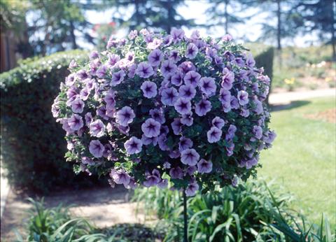 foto van een variëteit aan bloemen, te gebruiken als: Potplant, perkplant, patioplant, korfplant Petunia Surfinia Classic® Purple Vein Compact®