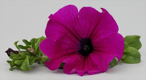 foto van een variëteit aan bloemen, te gebruiken als: Potplant, perkplant, patioplant, korfplant Petunia Surfinia Classic® Purple®
