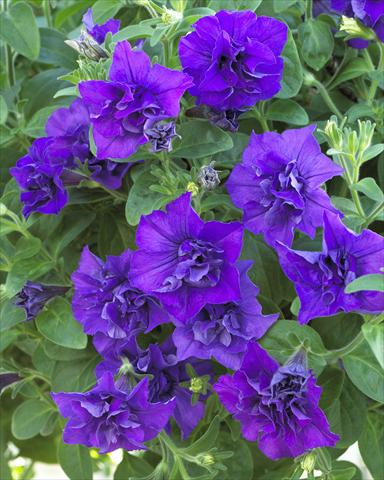 foto van een variëteit aan bloemen, te gebruiken als: Potplant, perkplant, patioplant, korfplant Petunia Surfinia Double® Blue Star®