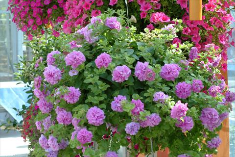 foto van een variëteit aan bloemen, te gebruiken als: Potplant, perkplant, patioplant, korfplant Petunia Surfinia Double® Lilac®