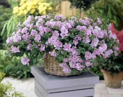 foto van een variëteit aan bloemen, te gebruiken als: Potplant, perkplant, patioplant, korfplant Petunia Surfinia Double® Pink®