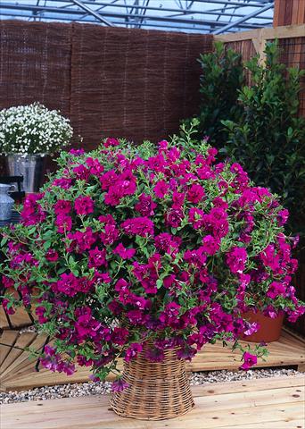 foto van een variëteit aan bloemen, te gebruiken als: Potplant, perkplant, patioplant, korfplant Petunia pendula Surfinia® Double Purple